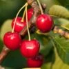 Stella Cherry 1 Stella Cherry -Selected Garden & Outdoor Stores stella cherry
