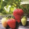 Albion Strawberry Bundle (3 Packs) -Selected Garden & Outdoor Stores strawberries e401 albion 1 99305b6d ae90 4c64 8d2f f071d1c25fc1
