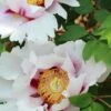 Paeonia Suffruticosa Peony -Selected Garden & Outdoor Stores suffruticosa