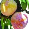 Superior Asian Hybrid Plum -Selected Garden & Outdoor Stores superior 1