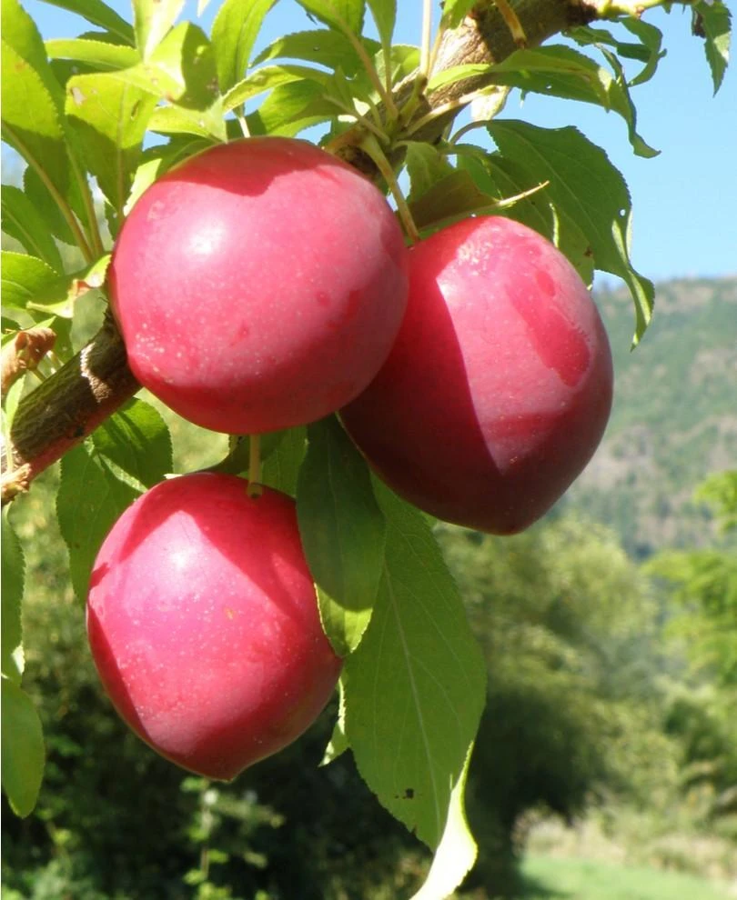 Sweet Treat Pluerry 3 Sweet Treat Pluerry