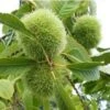 Szego Grafted Chestnut 1 Szego Grafted Chestnut -Selected Garden & Outdoor Stores szego