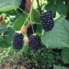 Prime Ark Freedom Thornless Blackberry -Selected Garden & Outdoor Stores thornlessblackberry