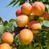 Tomcot Apricot 2 Tomcot Apricot -Selected Garden & Outdoor Stores tomcot apricot