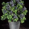 Alpha Tophat Blueberry -Selected Garden & Outdoor Stores tophat