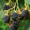 Triple Crown Thornless Blackberry -Selected Garden & Outdoor Stores triple crown blackberry