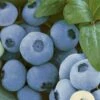 Alpha Top Shelf Blueberry 2 Alpha Top Shelf Blueberry -Selected Garden & Outdoor Stores tsbb