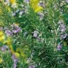 Tuscan Blue Rosemary -Selected Garden & Outdoor Stores tuscan