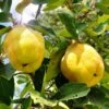 Crimeaâ„¢ Quince 2 Crimeaâ„¢ Quince -Selected Garden & Outdoor Stores two quinces