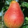 Combo European Pear Tree (5 Varieties) -Selected Garden & Outdoor Stores ubileen pear c0a0a025 0c48 42ed 8a1a 9a0bbf024063