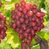 Vanessa Seedless Grape -Selected Garden & Outdoor Stores vanessa grape 1