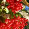 Ukraine Highbush Cranberry -Selected Garden & Outdoor Stores viburnum opulus 1