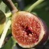 Violette De Bordeaux Fig (Negronne) -Selected Garden & Outdoor Stores violettedebordeauxfig