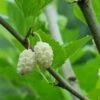 Beautiful Day Mulberry -Selected Garden & Outdoor Stores white mulberry 1