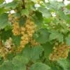 White Imperial White Currant -Selected Garden & Outdoor Stores whiteimp