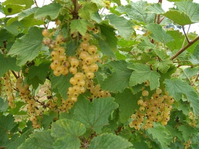 White Imperial White Currant 3 White Imperial White Currant