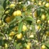 Yellow Fruited Cornus Mas -Selected Garden & Outdoor Stores yellow fruited cornus mas lots of fruit 1