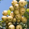 Yoinashi Asian Pear -Selected Garden & Outdoor Stores yoinashi pear